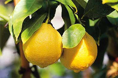 limone055